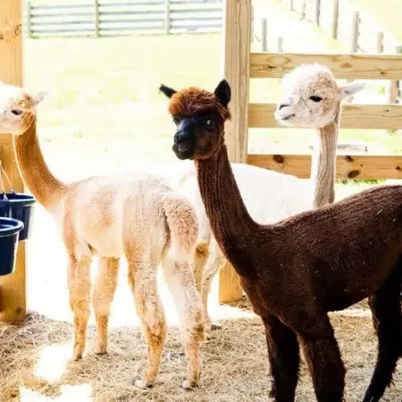 Alpacas