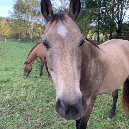 Fox's High Rock Farm Horse